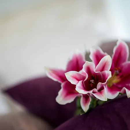 Appartamento Mesogios House *